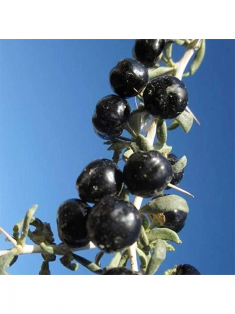 ������ ������ ����� (lycium ruthenicum)