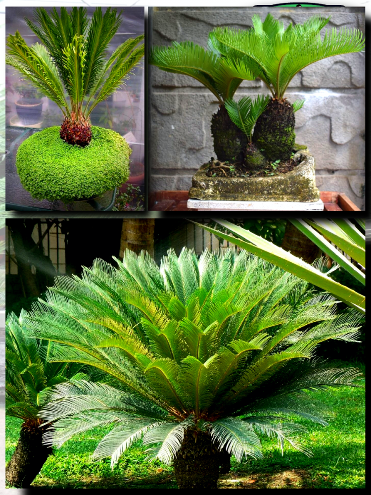 ������ ������ ����� 'Cycas Paim'
