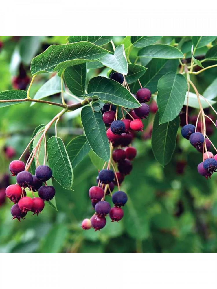 ������ ���� ��������� 'Amelanchier canadensis'