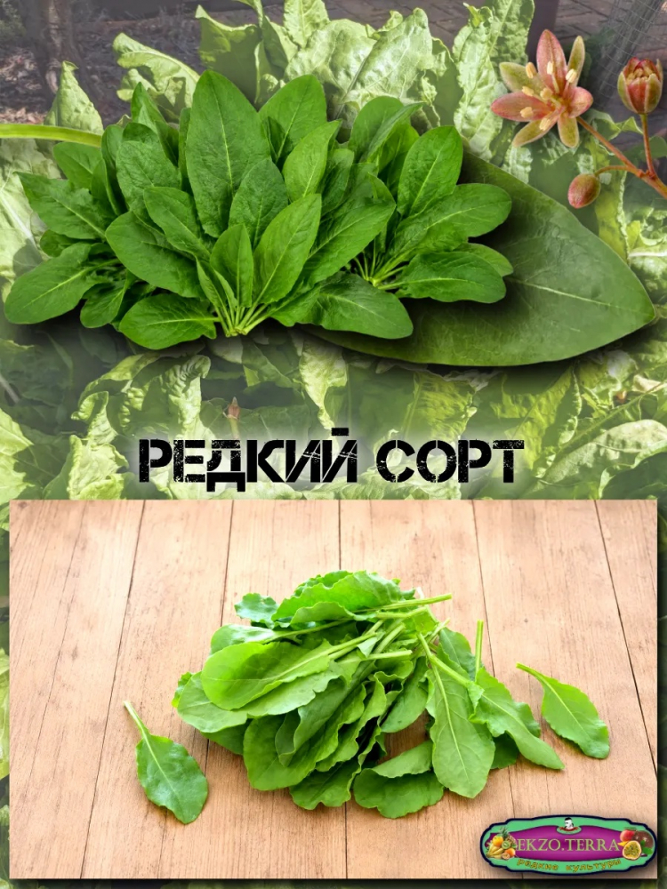 ������ ������ �������������, ���������� 0.2�