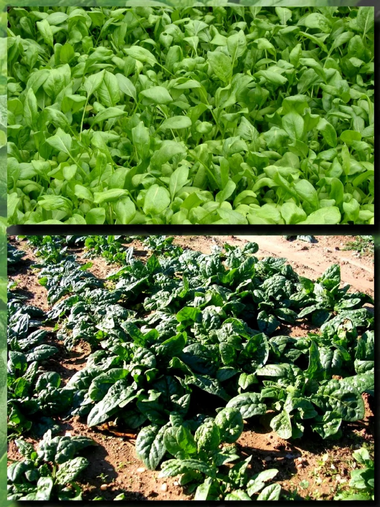 ������ ������ ��������, ���������� 0.4�