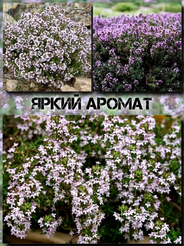 ������ ������ ���������, ������ �������� 0.04�