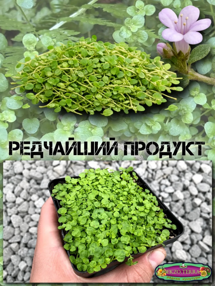 ������ ���� ����������, ������ ������� 5�� (�����������)