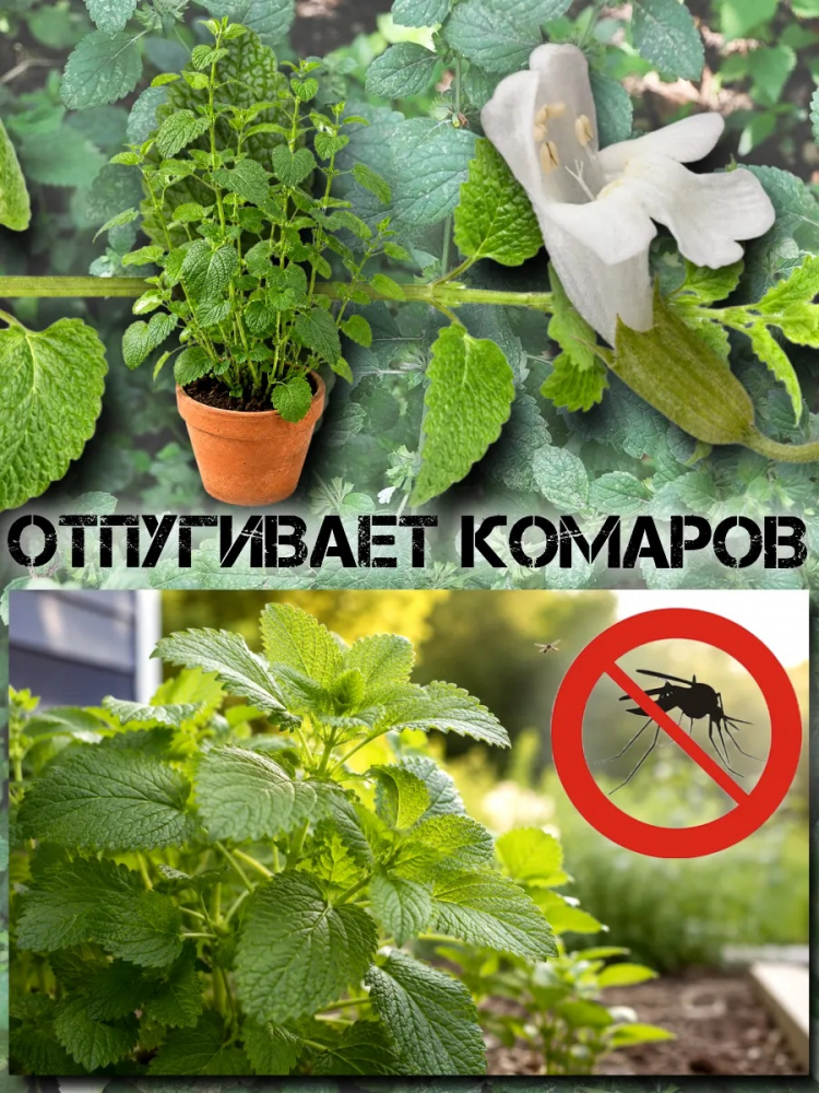 ������ ������� ��������, ���������� 0.05�