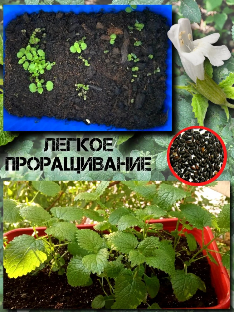 ������ ������� ��������, ���������� 0.05�