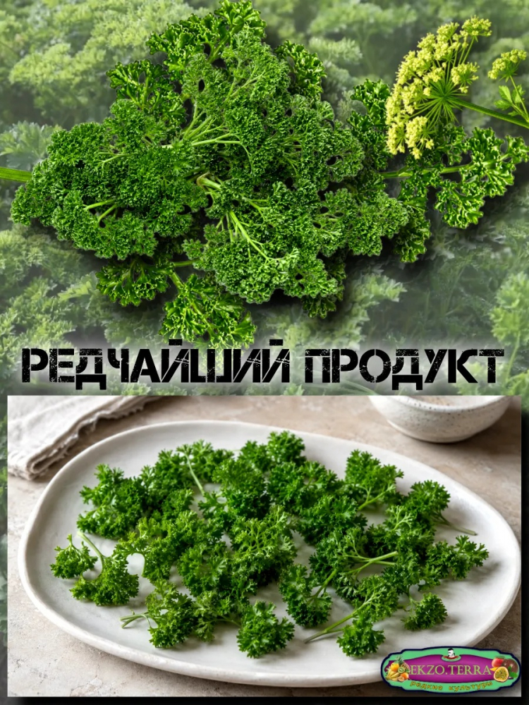 ������ �������� �������� 