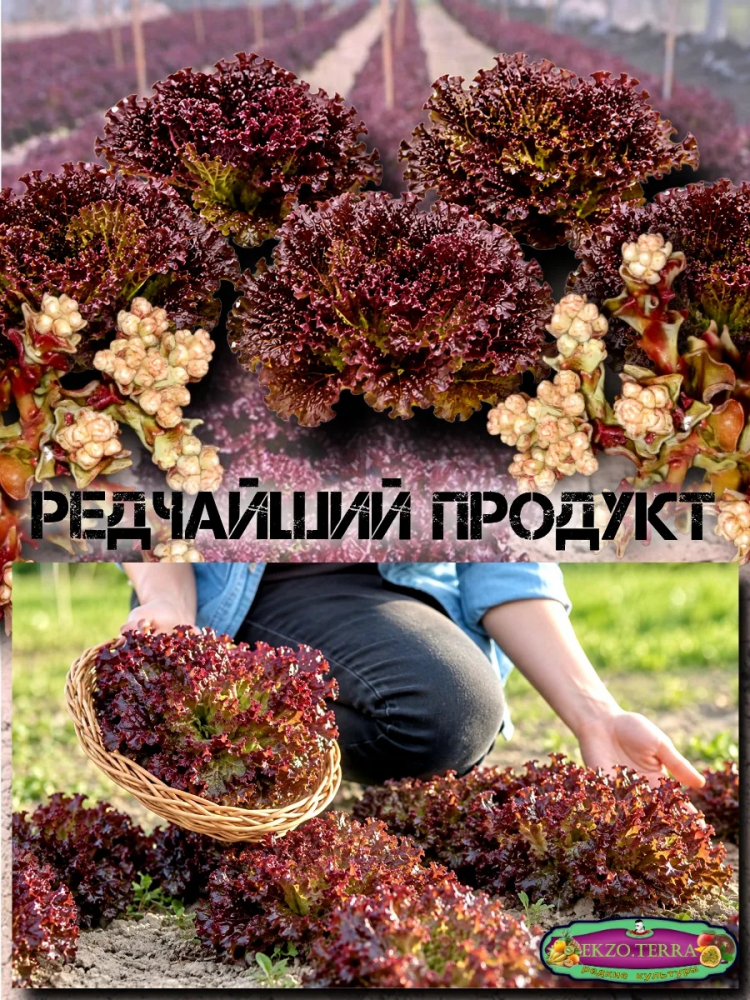 ������ ����� �������� 