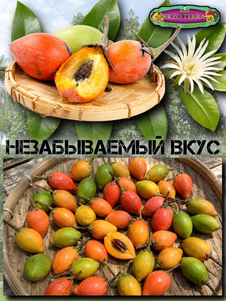 ������ ��������� �����, ��������, ����-�����
