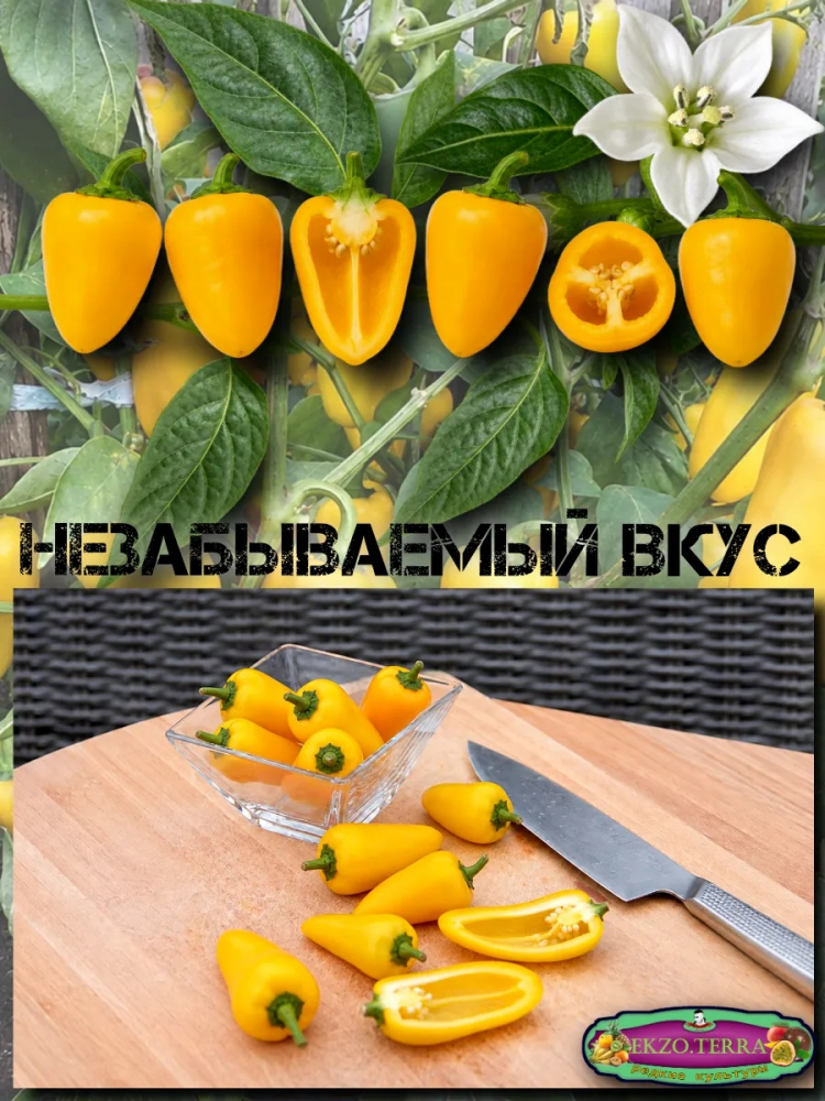 ������ ����� �������, ������ ������ 10��