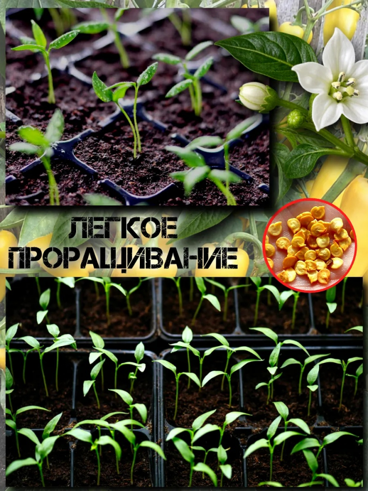 ������ ����� �������, ������ ������ 10��