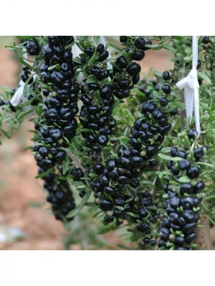 ������ ������ ����� (lycium ruthenicum)