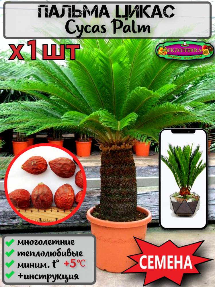 ������ ������ ����� 'Cycas Paim'