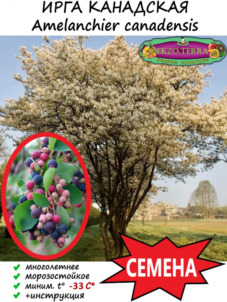 ������ ���� ��������� 'Amelanchier canadensis'