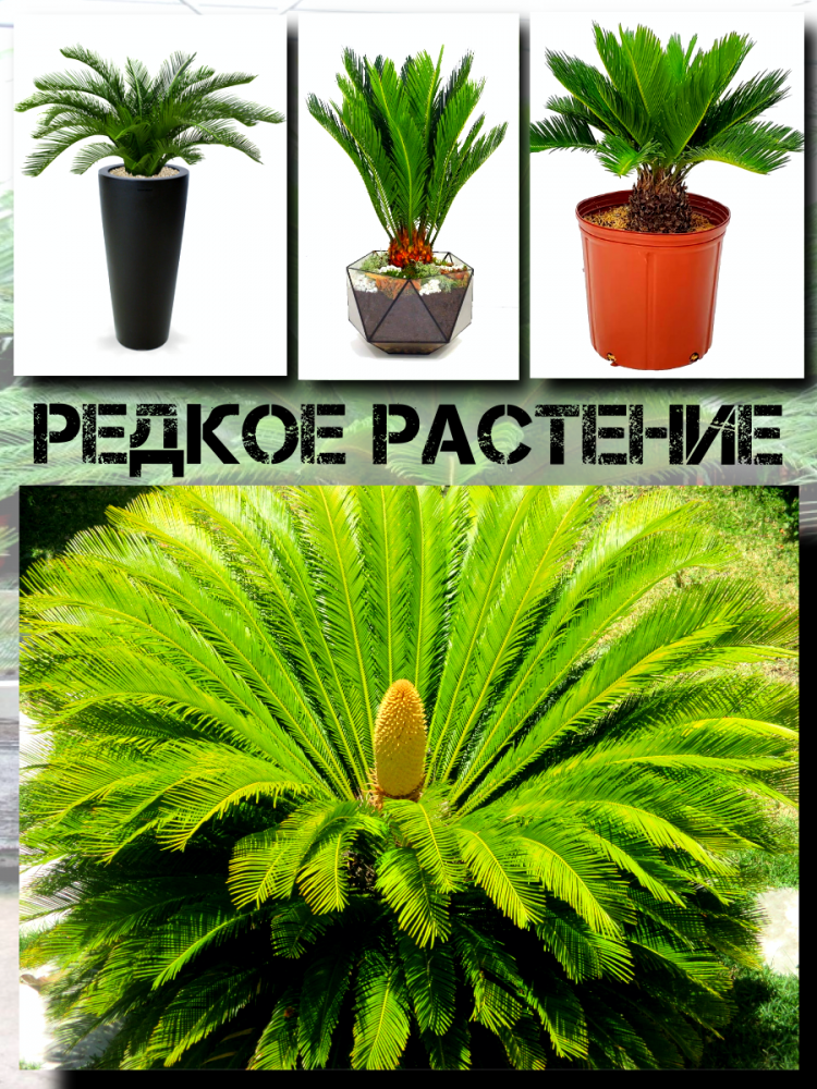 ������ ������ ����� 'Cycas Paim'