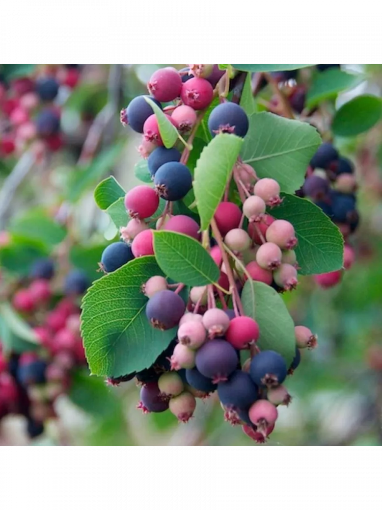 ������ ���� ��������� 'Amelanchier canadensis'