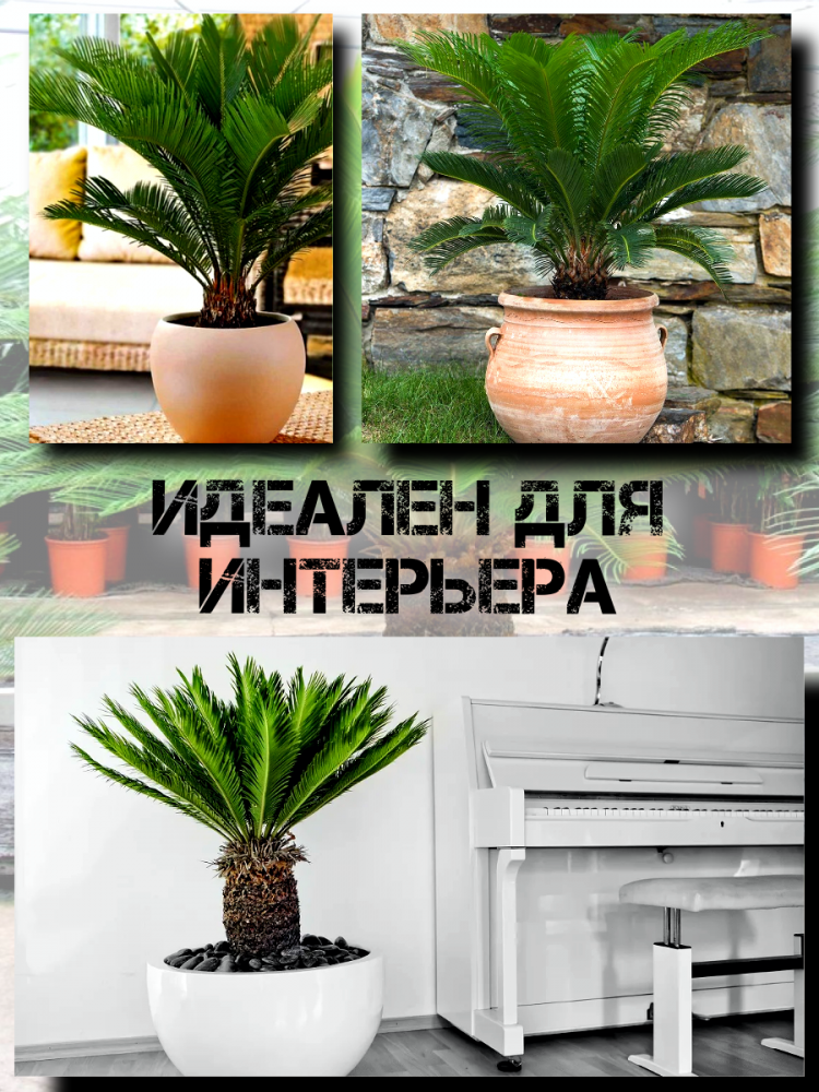 ������ ������ ����� 'Cycas Paim'