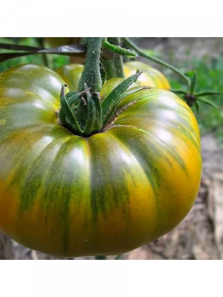 ������ ����� 'Malachite'