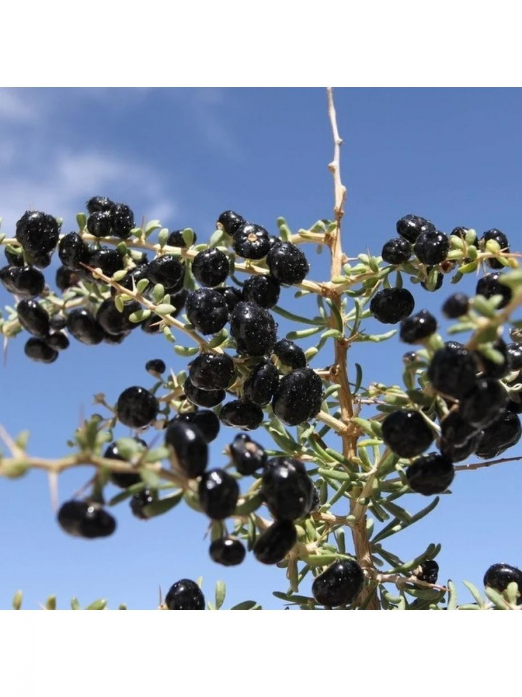 ������ ������ ����� (lycium ruthenicum)