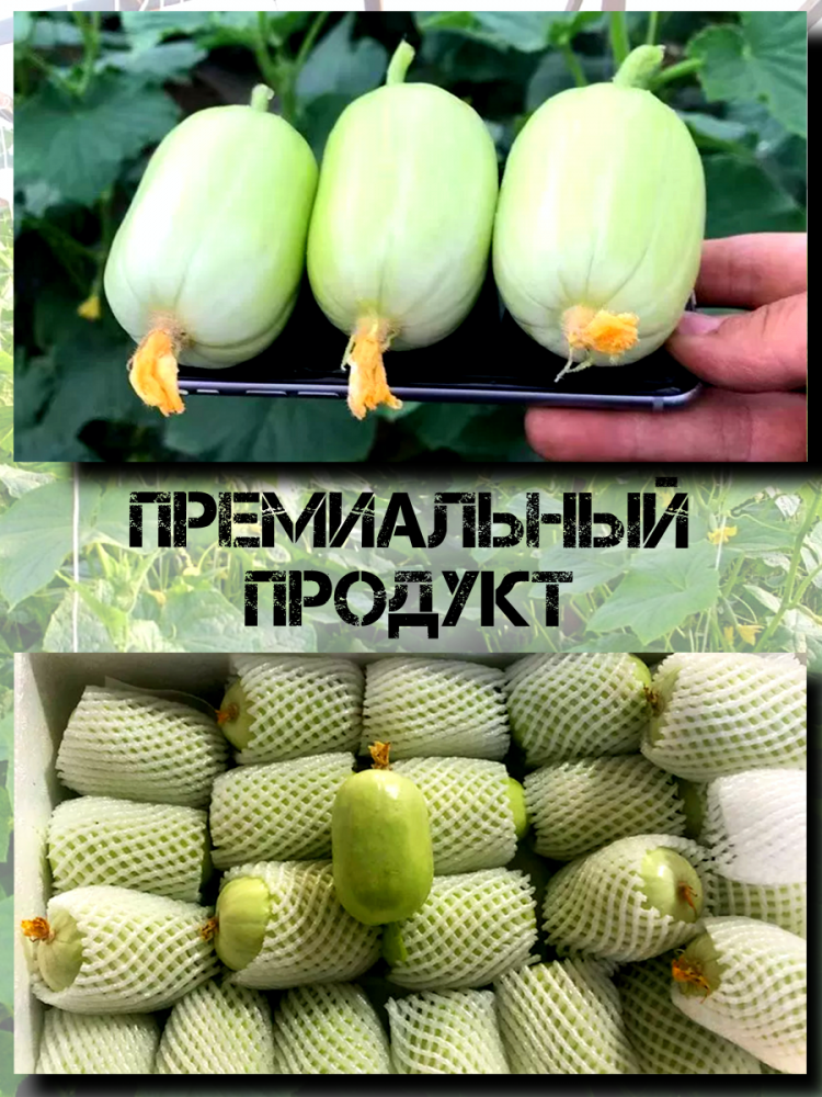 ������ ������ ���������� �������