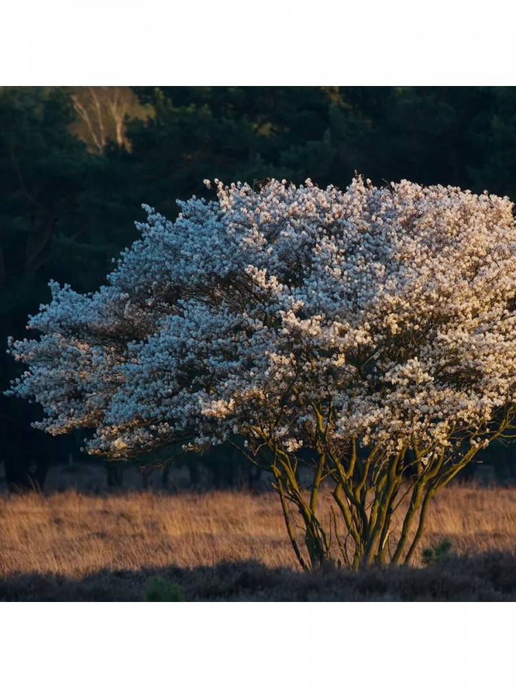 ������ ���� ��������� 'Amelanchier canadensis'