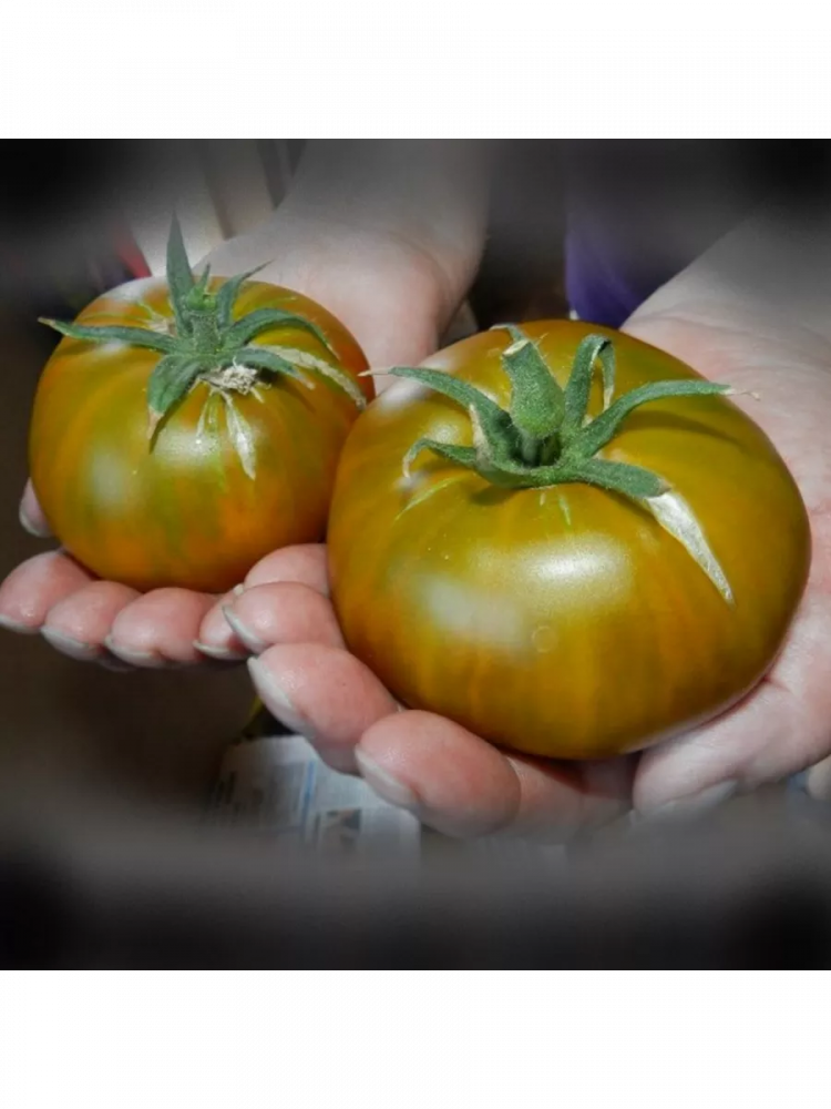 ������ ����� 'Malachite'