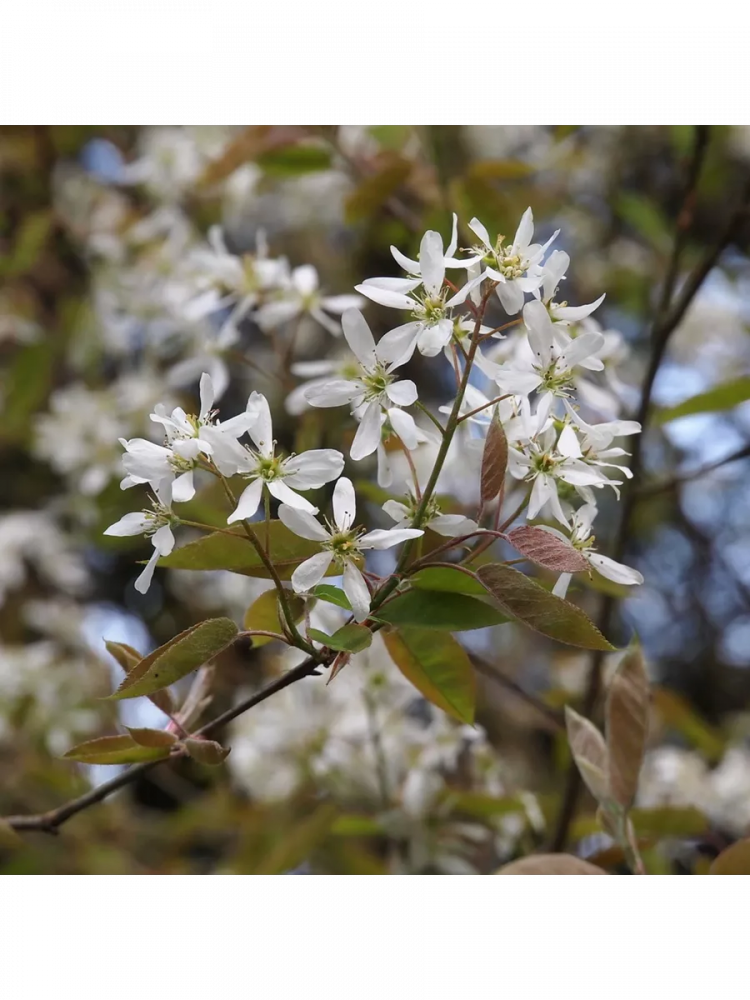 ������ ���� ��������� 'Amelanchier canadensis'