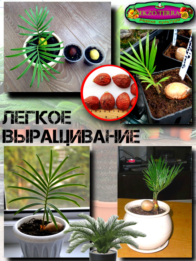 ������ ������ ����� 'Cycas Paim'