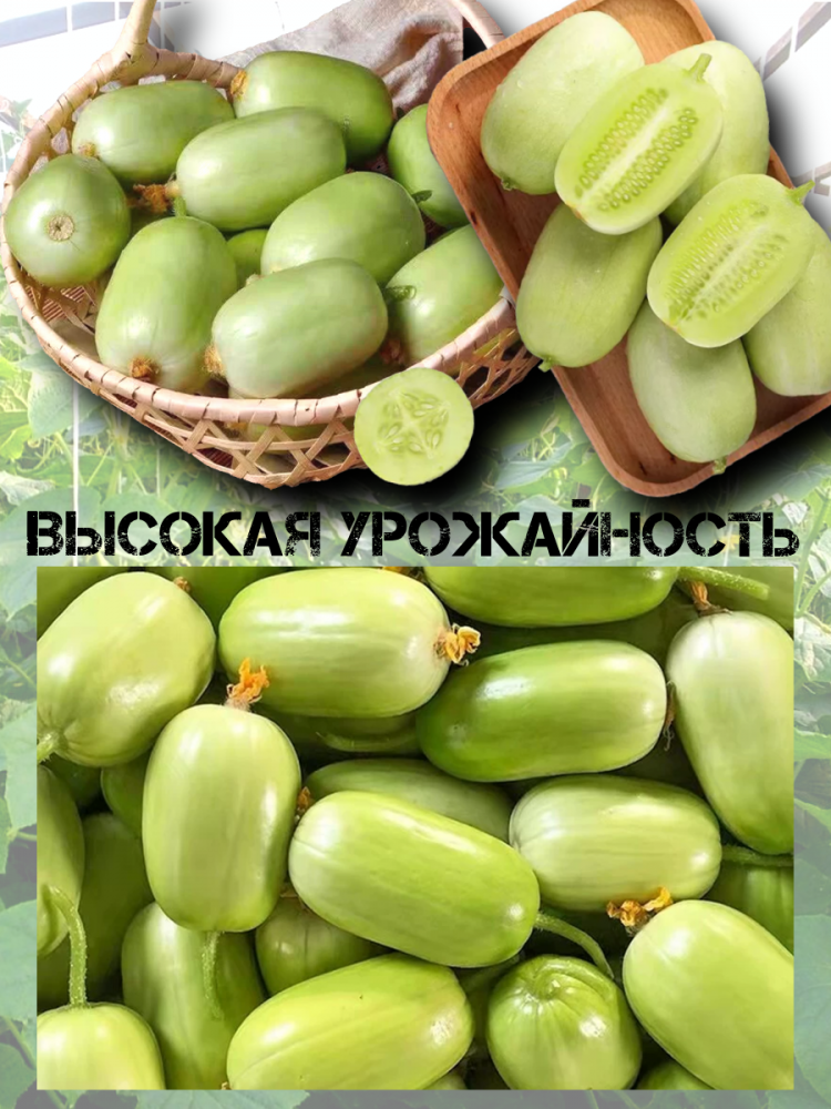 ������ ������ ���������� �������