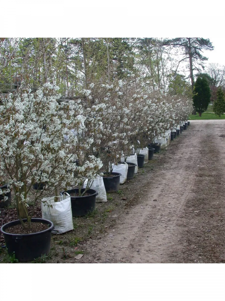 ������ ���� ��������� 'Amelanchier canadensis'