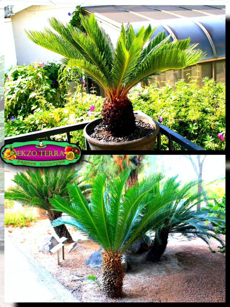 ������ ������ ����� 'Cycas Paim'