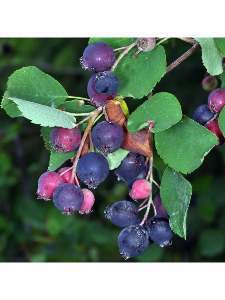 ������ ���� ��������� 'Amelanchier canadensis'