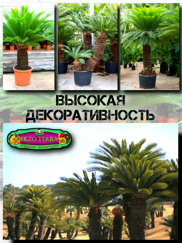 ������ ������ ����� 'Cycas Paim'