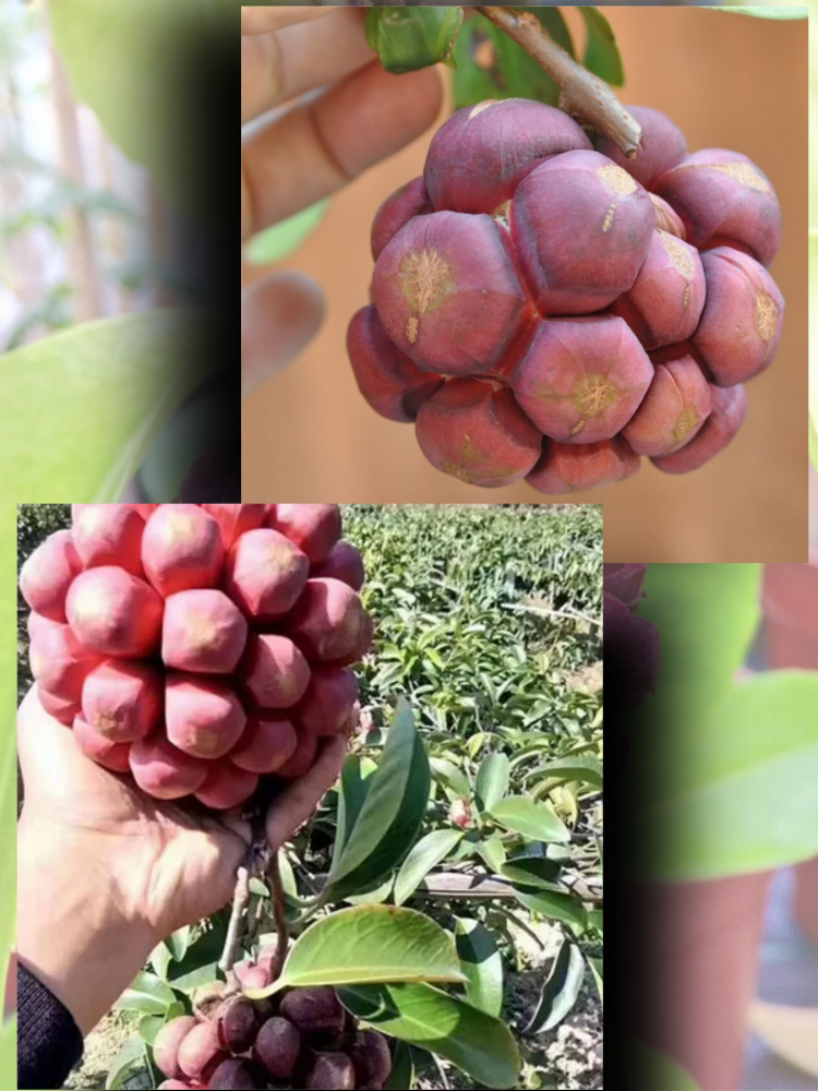 ������ ������� ��������, Kadsura Coccinea