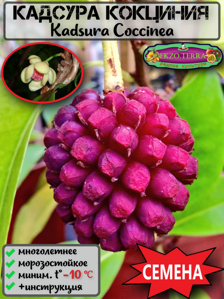 ������ ������� ��������, Kadsura Coccinea