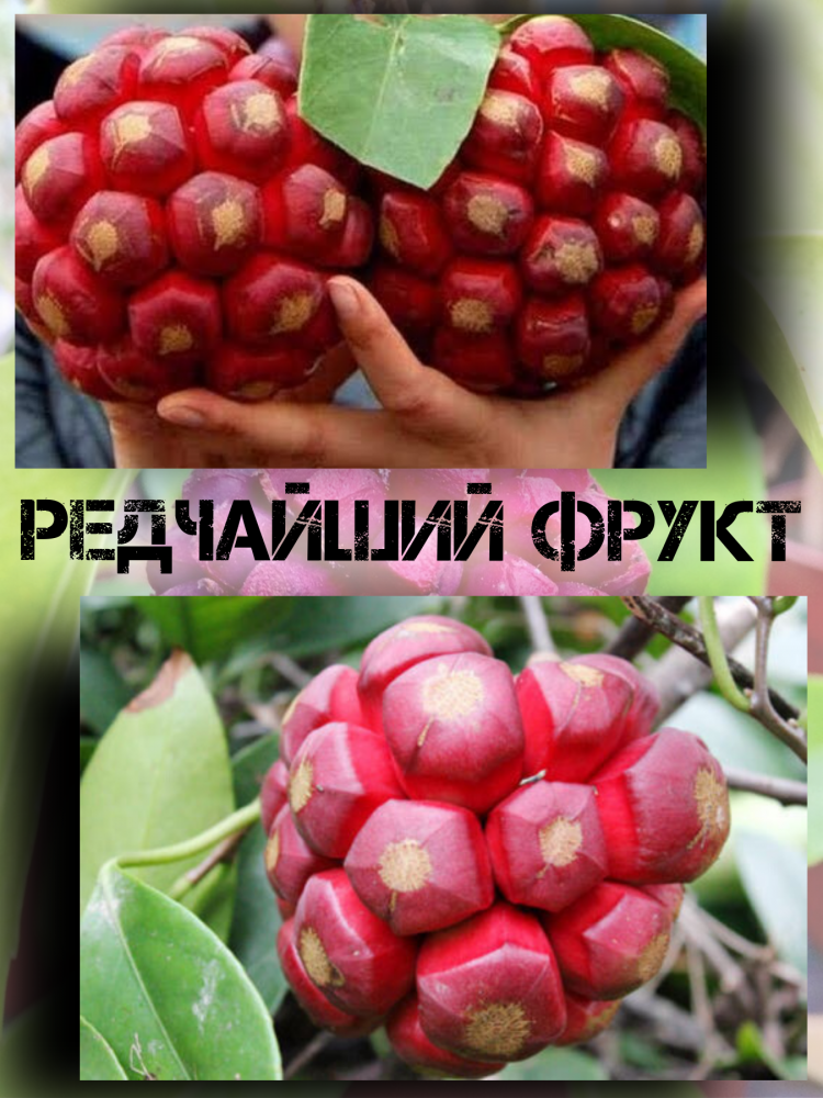 ������ ������� ��������, Kadsura Coccinea