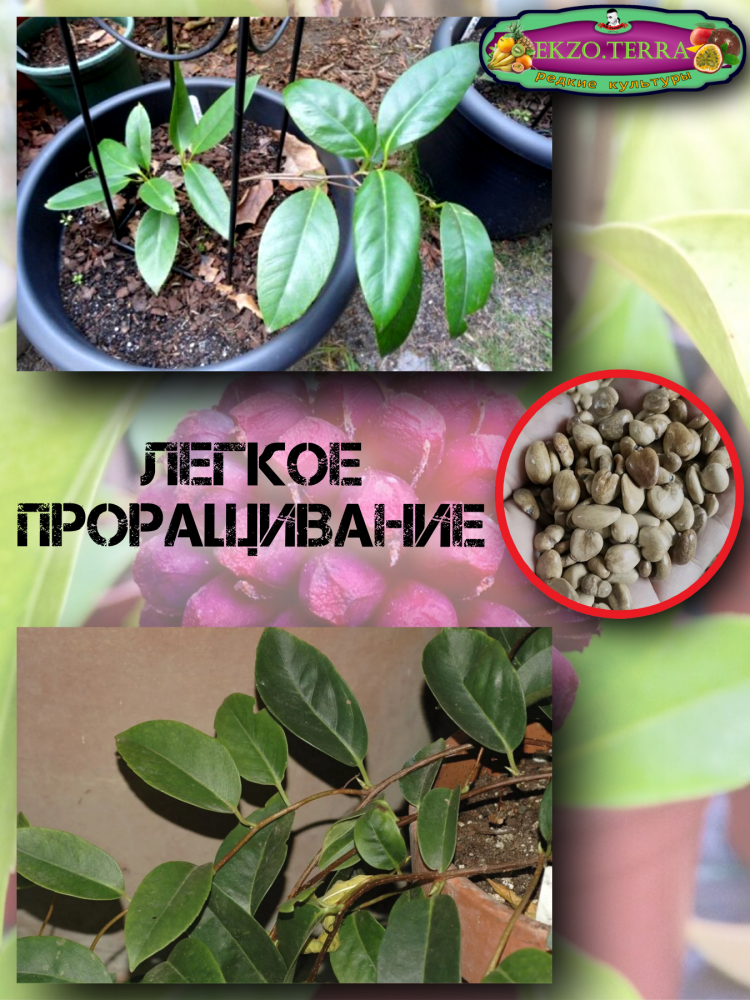 ������ ������� ��������, Kadsura Coccinea