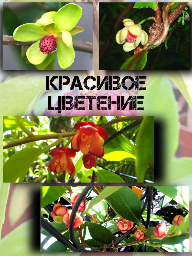 ������ ������� ��������, Kadsura Coccinea