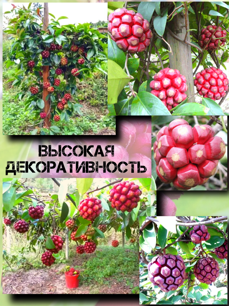 ������ ������� ��������, Kadsura Coccinea
