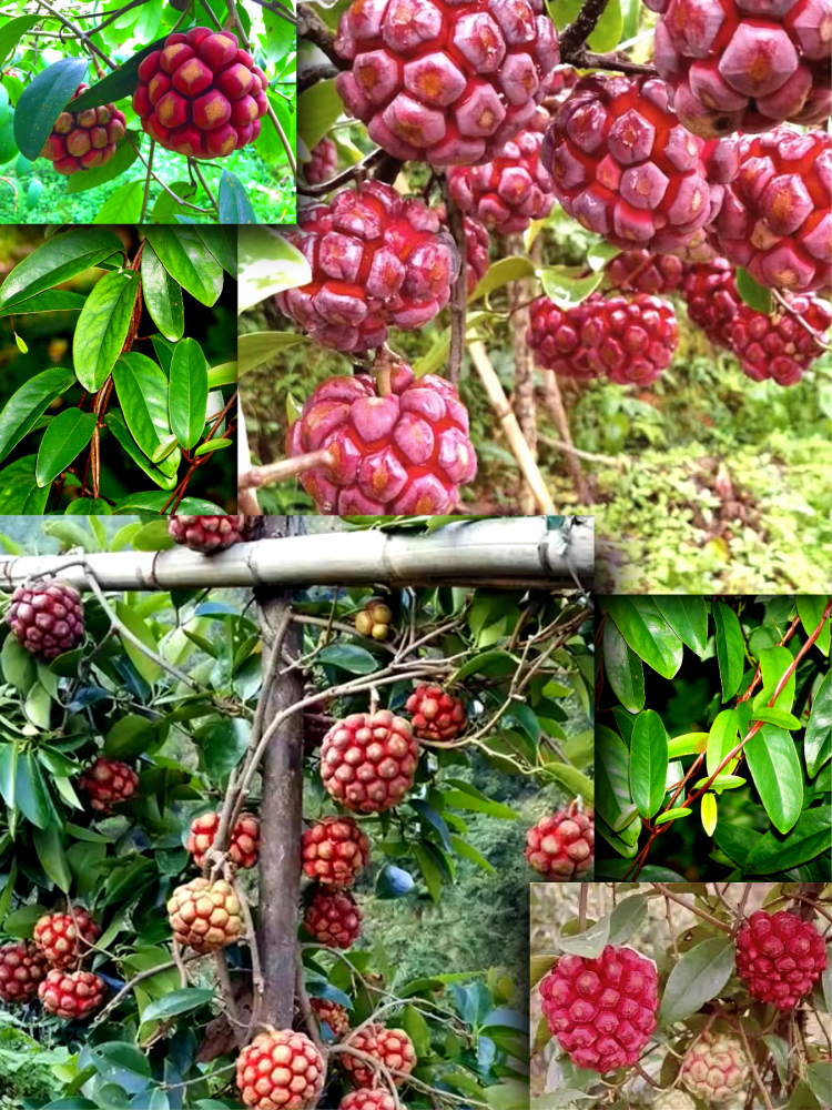 ������ ������� ��������, Kadsura Coccinea