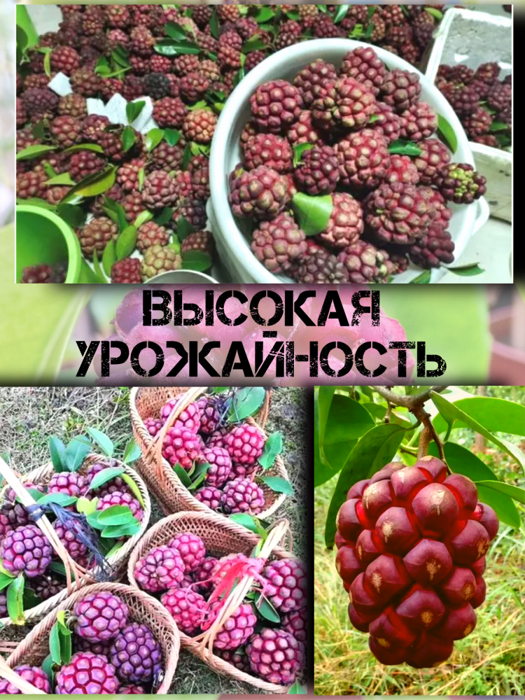 ������ ������� ��������, Kadsura Coccinea