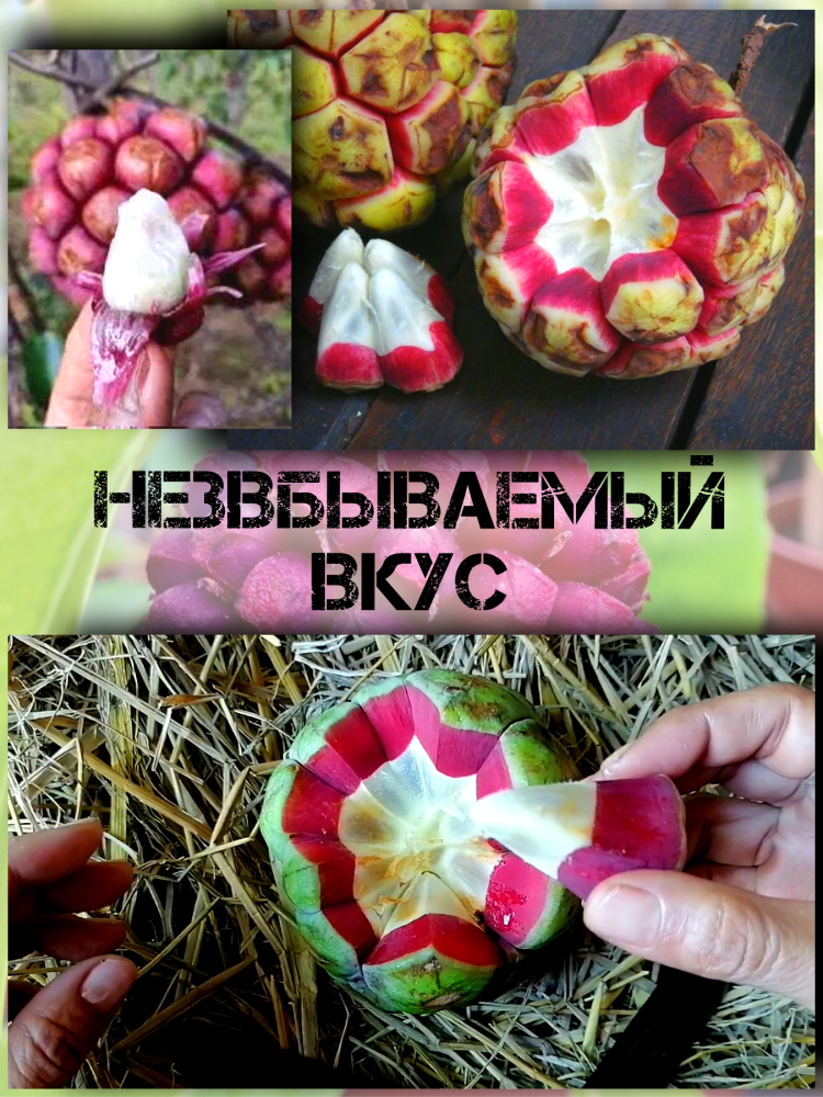 ������ ������� ��������, Kadsura Coccinea