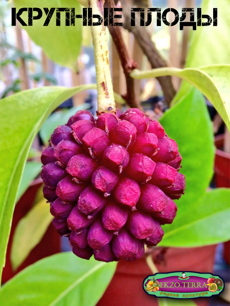 ������ ������� ��������, Kadsura Coccinea