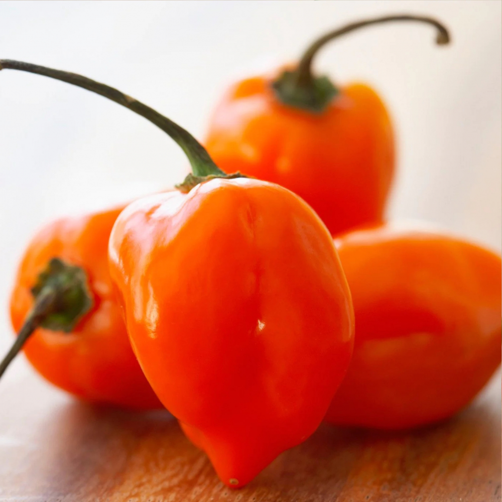 ������ ����� ��������� (�������� Orange)