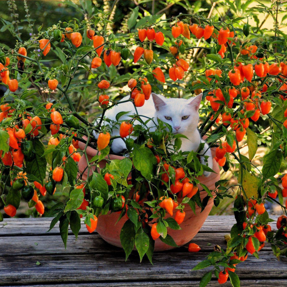 ������ ����� ��������� (�������� Orange)