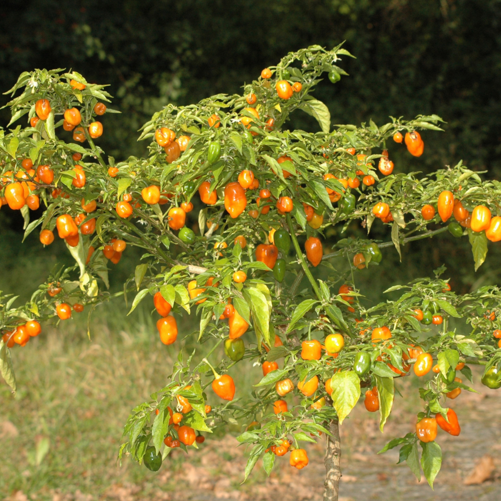 ������ ����� ��������� (�������� Orange)