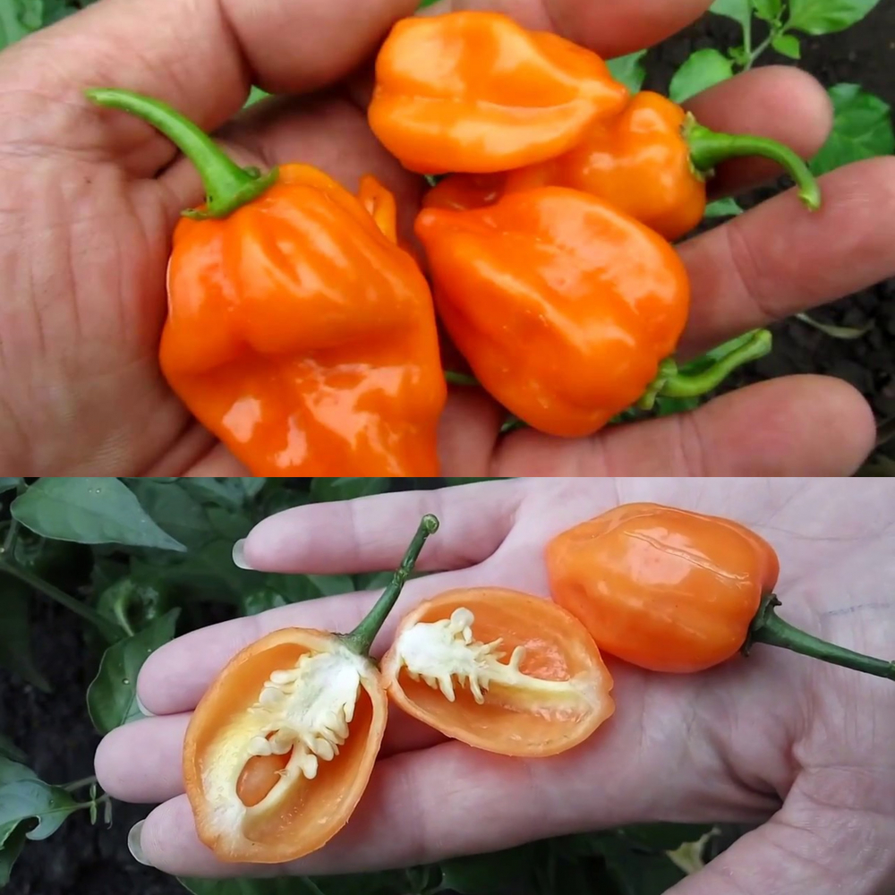 ������ ����� ��������� (�������� Orange)