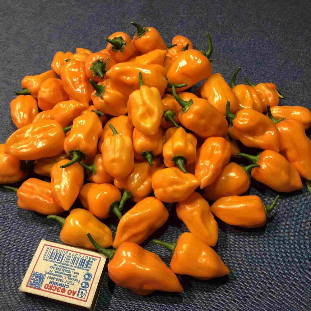 ������ ����� ��������� (�������� Orange)