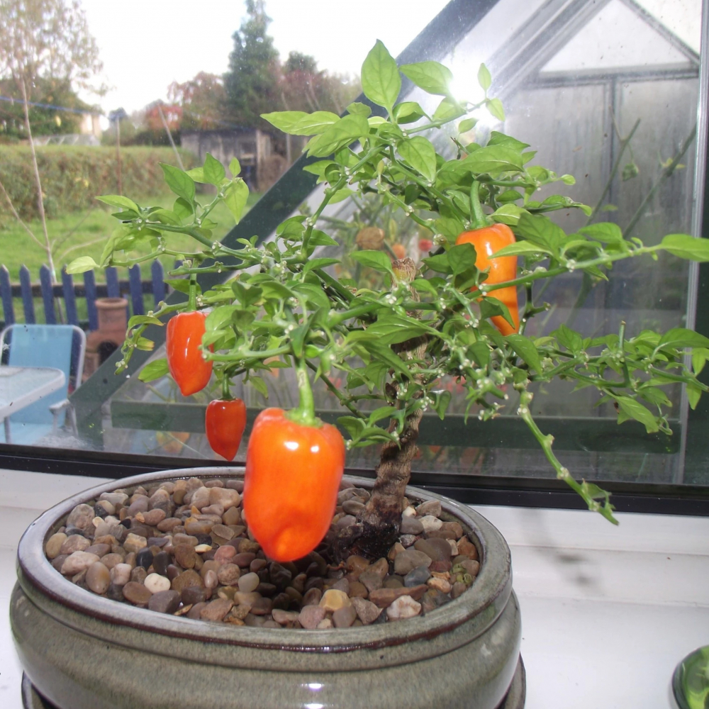 ������ ����� ��������� (�������� Orange)