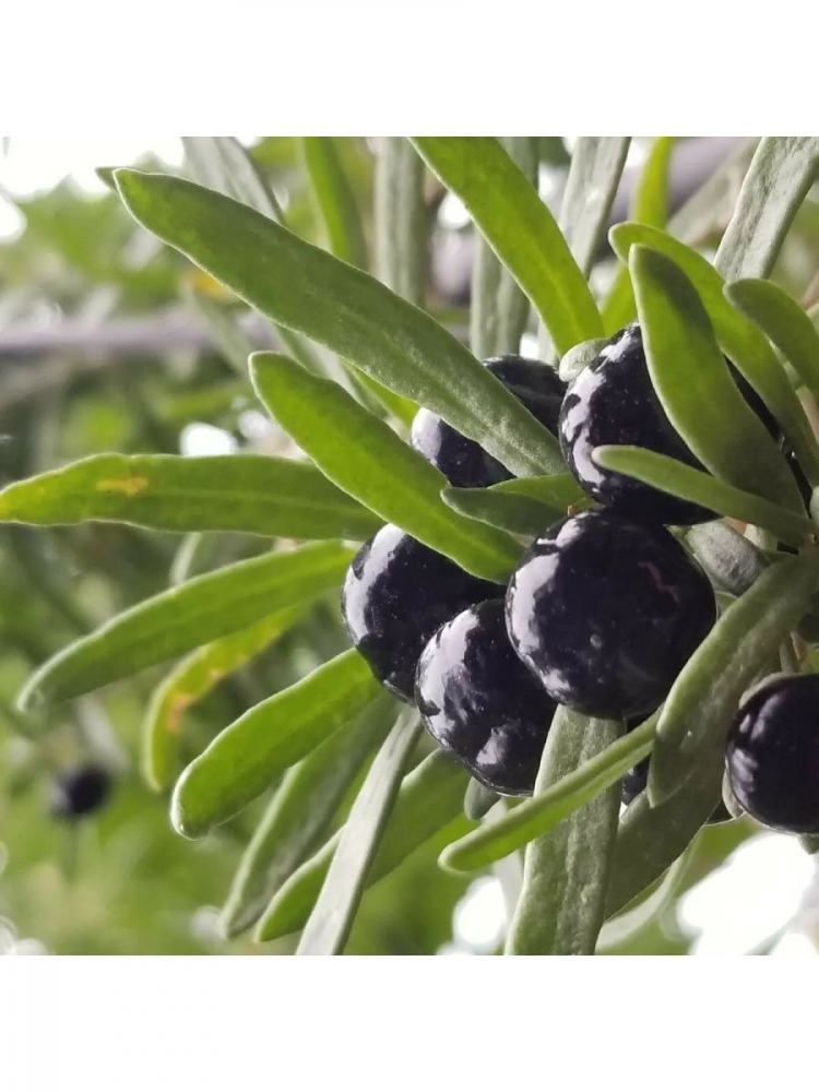 ������ ������ ����� (lycium ruthenicum)