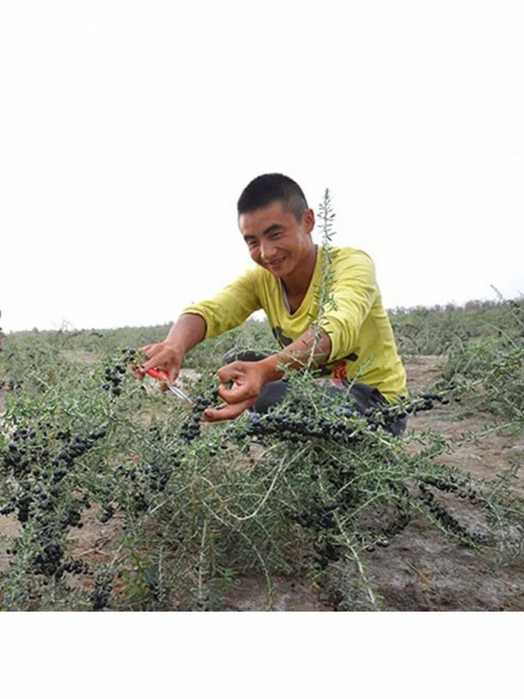 ������ ������ ����� (lycium ruthenicum)